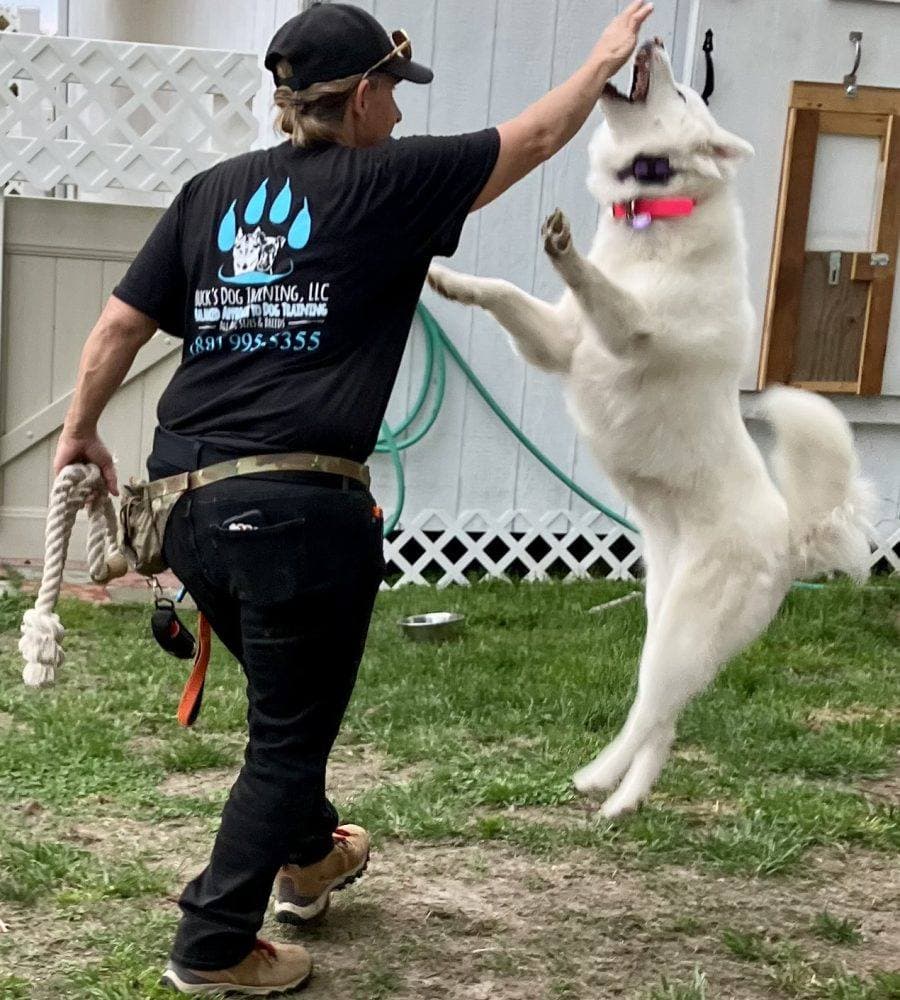 Puppy Training