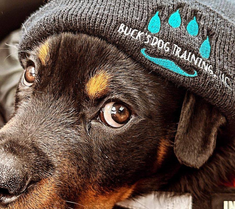 Repping the Buck's beanie