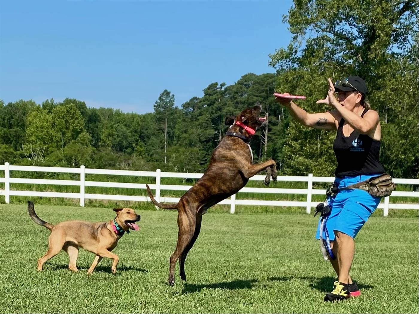 Frisbee day on the farm