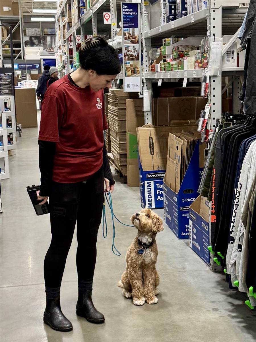 Service-dog public access work
